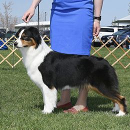 Capri - Australian Shepherd