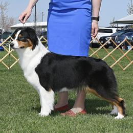 Capri - Australian Shepherd