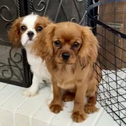 Cavalier King Charles Spaniel Puppies from Reynolds Farms Cavaliers