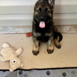 Lucas - Sable male German Shepherd puppy in Pelzer, South Carolina from Lisa's Canines
