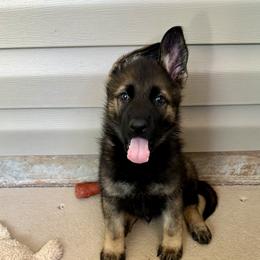 Lucas - Sable male German Shepherd puppy in Pelzer, South Carolina from Lisa's Canines
