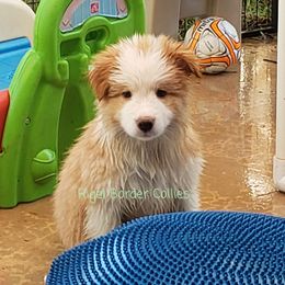 Border Collie Puppies from Rigel Border Collies