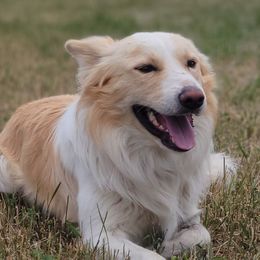 Sunny - Border Collie