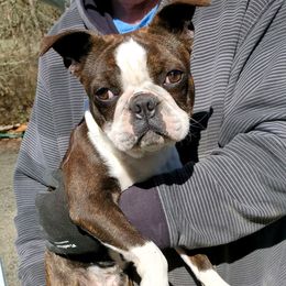 Companion Crosses and French Bulldogs from Blue’s Frenchton’s and  Frenchie’s
