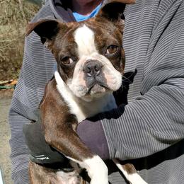 Companion Crosses and French Bulldogs from Blue’s Frenchton’s and  Frenchie’s
