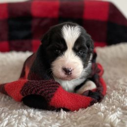Australian Shepherd Puppies from Kelly Krew Aussies