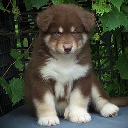 Tim - Red and white male Alaskan Malamute puppy in Michigan from Warrior’s Legacy Alaskan Malamutes