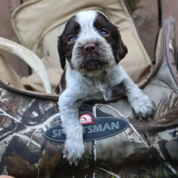 English Springer Spaniel Puppies from White Pine Springer Spaniels