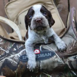 English Springer Spaniel Puppies from White Pine Springer Spaniels