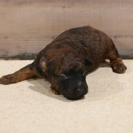 Jones - Red male Whoodle puppy in West Bend, Iowa from Blue Skies Terriers