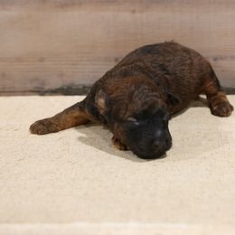 Jones - Red male Whoodle puppy in West Bend, Iowa from Blue Skies Terriers