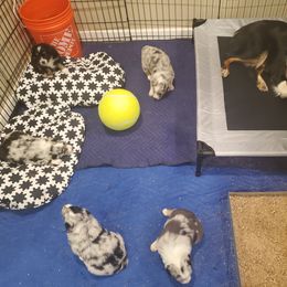 Australian Shepherd Puppies from Winsome Aussies