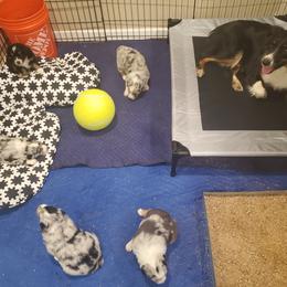 Australian Shepherd Puppies from Winsome Aussies