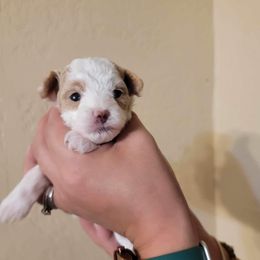 Poodle Puppies from Poodles on the Go