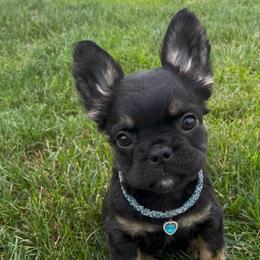 Vera - Black and tan female French Bulldog puppy in Des Moines, Iowa from Frenchie Dreams Come True
