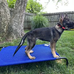German Shepherd Puppies from Paws Of Germany