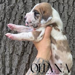 Margarita - Fawn female Great Dane puppy in Michigan from Ohana Great Danes of Michigan