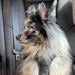 Kilo - Pomsky