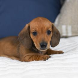 Rory - Red female Dachshund puppy in Fredonia, Arizona from Kaibab Dachshunds