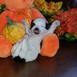Lhasa Apso Puppies from Absosengkye Kennel