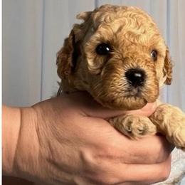 Lady Marin Grey - female Cavapoochon puppy in Fairmont, West Virginia from Ruby Heirloom Companions