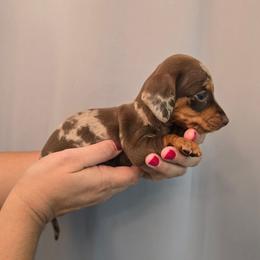 Chocolate dapple 1 - Dapple female Dachshund puppy in Hesperia, California from VOM HAUSE IMPERIAL