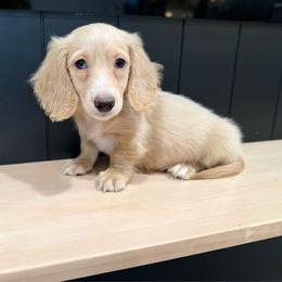 Butters - Cream male Dachshund puppy in Bradenton, Florida from Winsor Family Dachshunds