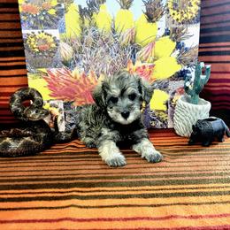 Kona (Milo II) - White male Schnoodle puppy in Tucson, Arizona from Smart Schnauzers & Schnoodles