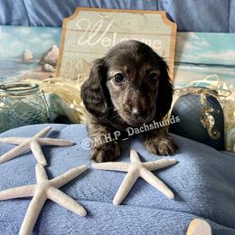 Dachshund Puppies from M.H.P Dachshunds