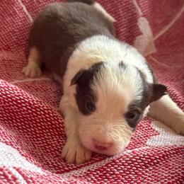 Legacy - White and red female Border Collie puppy in Mckinney, Texas from Border Collies of Ruidoso