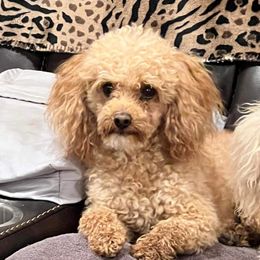 Reese - Poodle