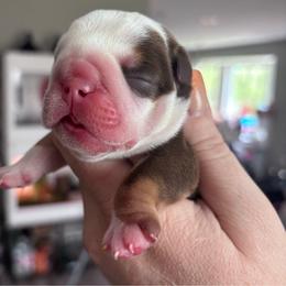 Kisses - Chocolate tri-color female Bulldog puppy in Ranson, West Virginia from EMR’s Bulldogs