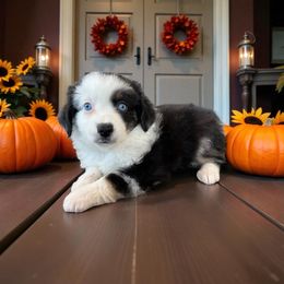 Evie - Blue merle female Miniature American Shepherd puppy in Godley, Texas from Flying H Toy and Mini Aussies