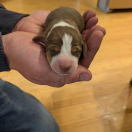 Twix - Brown white and tan male Beagle puppy in Gunnison, Utah from Desert Sage Beagles