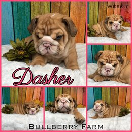 Bulldog Puppies from Bullberry Farm