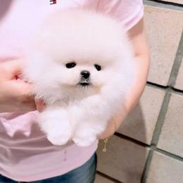 Fluffy - White male Pomeranian puppy in Burbank, Arizona from Twins Dream Poms