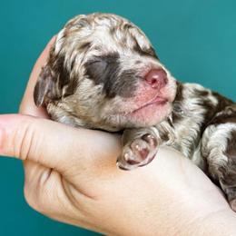 Teal Collar - Merle male Goldendoodle puppy in Christiana, Tennessee from Rechlicz Family Doodles
