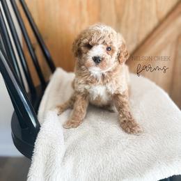 Clover - Apricot male Maltipoo puppy in Huntsville, Texas from Nelson Creek Farms