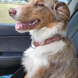 Border Collie Puppies from Collie Wood Hills