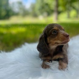 Lucy - Chocolate and tan female Dachshund puppy in Colbert, Georgia from Southern Drawl Dachshunds