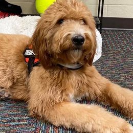 Benelli - Goldendoodle