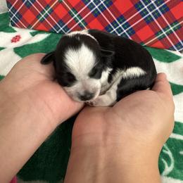 Light pink girl - Parti female Miniature Schnauzer puppy in Oneonta, Alabama from Murphree Valley Kennels