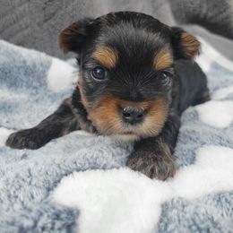 St Nick - Black and gold male Yorkshire Terrier puppy in Middleton, Idaho from Rocky Mountain Yorkies
