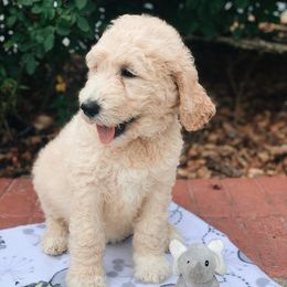 Goldendoodle and Poodle Puppies from Breedadoodle