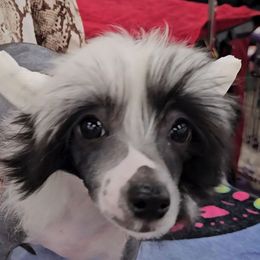 Girl 6 - Indi - Black and white female Chinese Crested puppy in Little Rock, Arkansas from Fabulis Toys (Chinese Crested, Papillons, Chihuahuas)