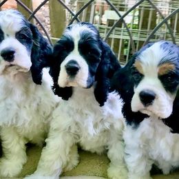 Cocker Spaniel Puppies from Willwyn Cockers