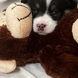 3 - Black and tan male Pembroke Welsh Corgi puppy in Sparta, New Jersey from CrestCottage Corgis
