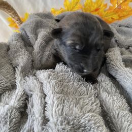 German Shepherd Puppies from Faithful Heart German Shepherds