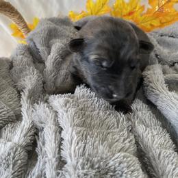 German Shepherd Puppies from Faithful Heart German Shepherds
