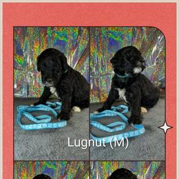Lugnut - Black male Goldendoodle puppy in Water Valley, Mississippi from Olympian Doodles